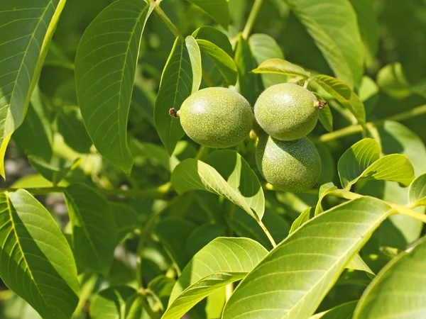 Fruits of walnut on a branch — Stock Photo, Image