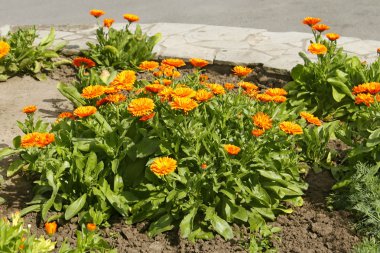 Calendula flowerbed üzerinde çiçeklenme