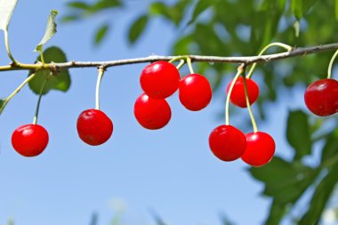 Bir dal üzerinde kırmızı olgunlaşmış kiraz meyve