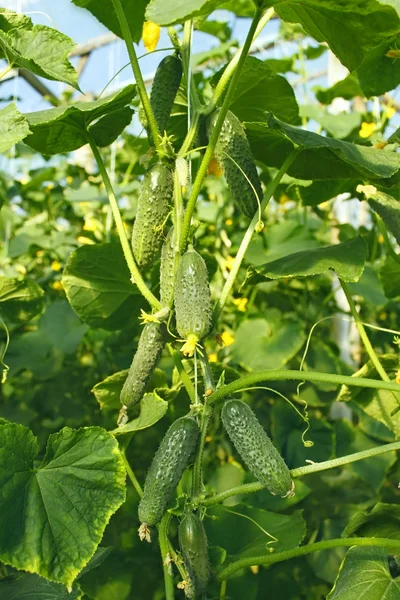 Cucumbers in greenhouse — Stock Photo, Image