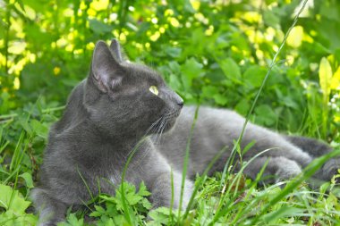 Gri kedi yeşil çim üzerinde yalan