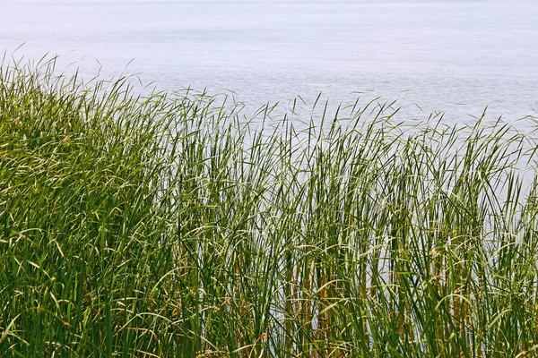 Plantas de junco na margem do lago — Fotografia de Stock