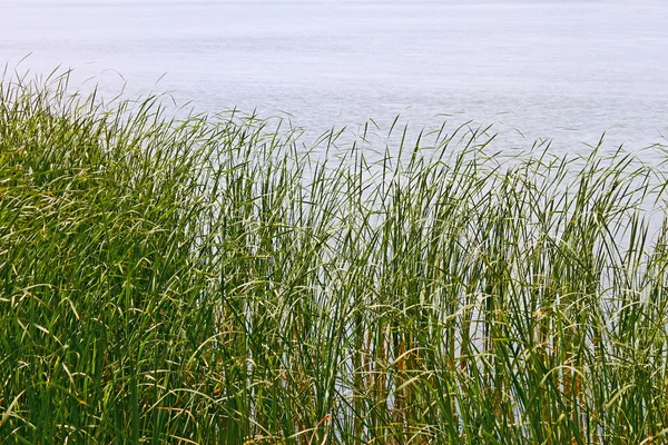 Impianti di canne sulla riva del lago — Foto Stock