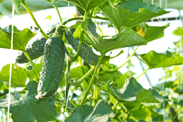 Cucumbers ripen in film greenhouse — Stock Photo, Image