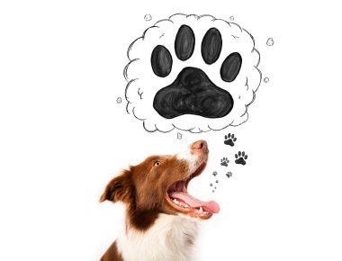 Başının üstünde patisi olan şirin bir çoban köpeği.