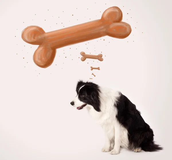 Border collie thinking about a bone — Stock Photo, Image