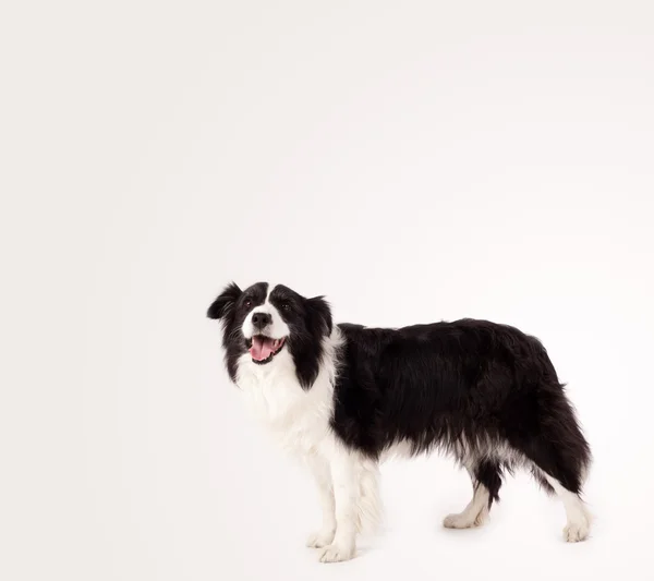 Cute border collie with copy space — Stock Photo, Image