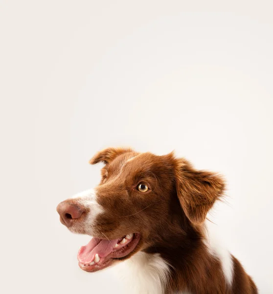 Bonito collie borda com espaço de cópia — Fotografia de Stock