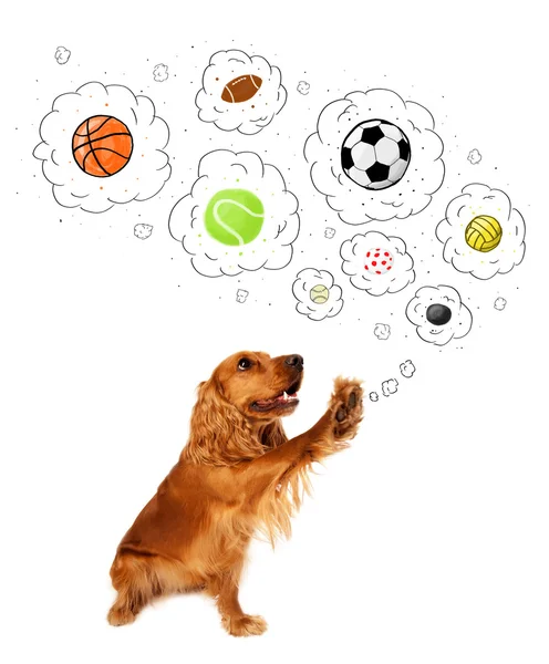 Cute dog with balls in thought bubbles — Stock Photo, Image