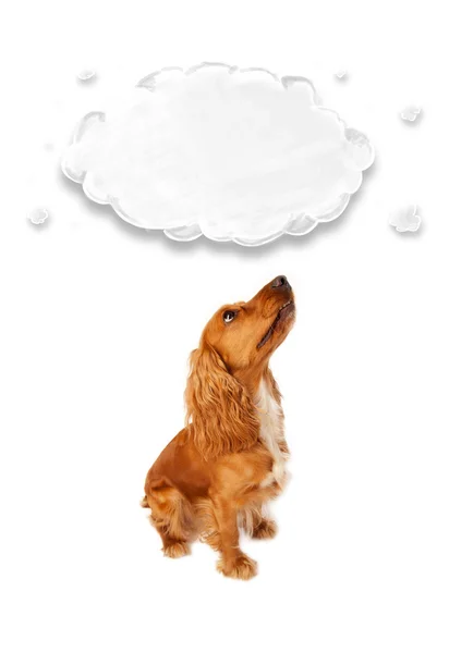 Cute cocker spaniel with cloud — Stock Photo, Image