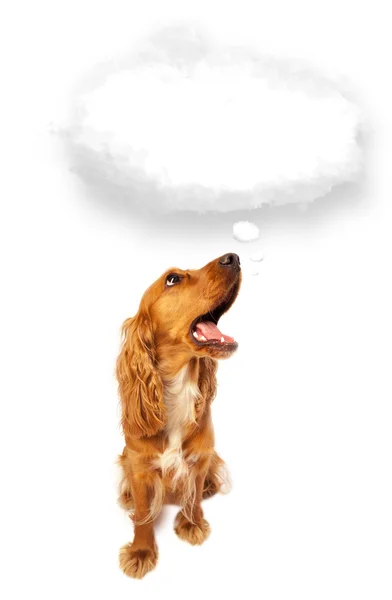 Cute dog with empty cloud bubble — Stock Photo, Image