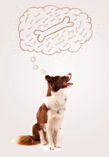 Border collie with thought bubble thinking about a bone — Stock Photo, Image