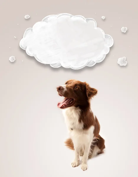 Cute border collie with empty cloud — Stock Photo, Image