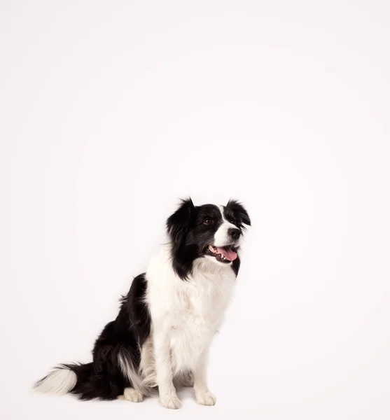 Cute border collie with copy space — Stock Photo, Image