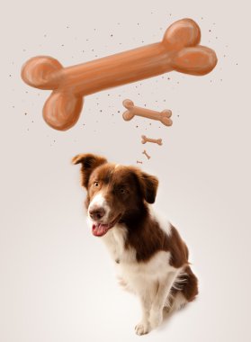 Border collie bir kemik düşünüyor.