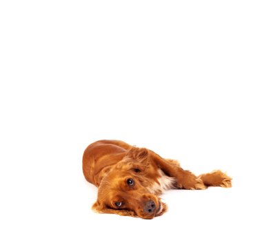 kopya alanı ile sevimli yavru horoz İspanyol