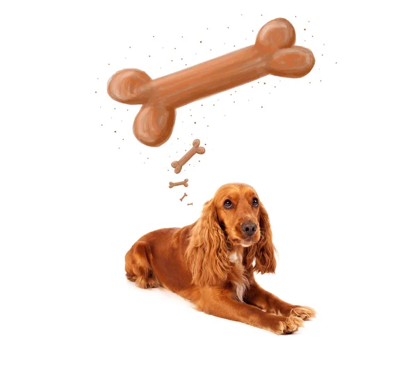 Schattig cocker spaniel denken over een bot — Stockfoto