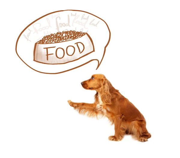 Cute cocker spaniel dreaming about food — Stock Photo, Image