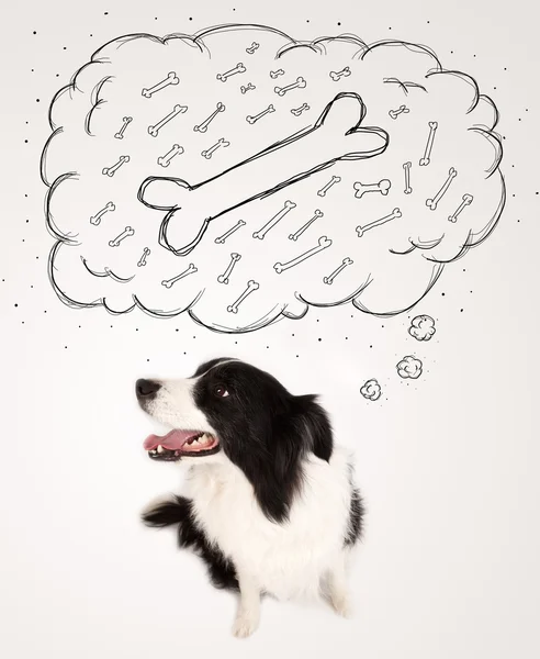 Border collie with thought bubble thinking about a bone — Stock Photo, Image