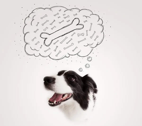 Border collie with thought bubble thinking about a bone — Stock Photo, Image