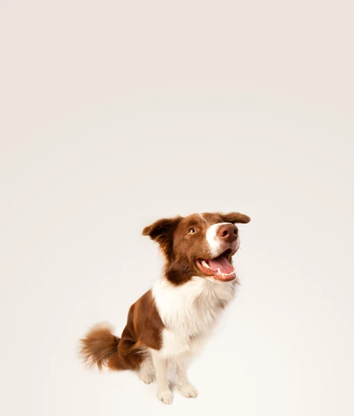 Bonito collie borda com espaço de cópia — Fotografia de Stock