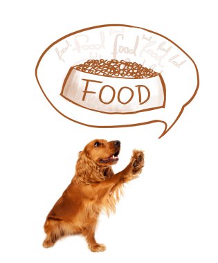 Tatlı cocker spaniel rüyamda yemek görüyorum.