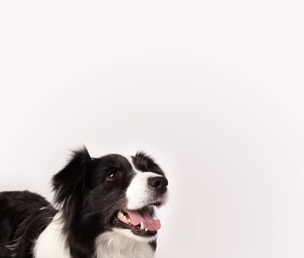 Cute border collie with copy space — Stock Photo, Image