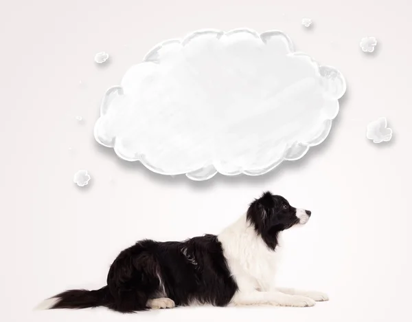 Cute border collie with empty cloud — Stock Photo, Image