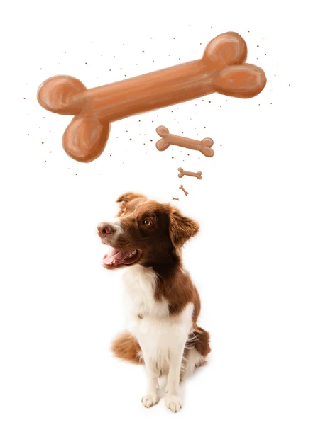 Border collie thinking about a bone — Stock Photo, Image