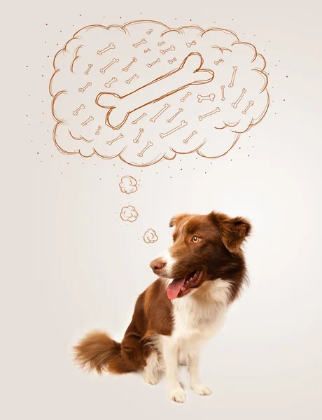 Border collie with thought bubble thinking about a bone — Stock Photo, Image