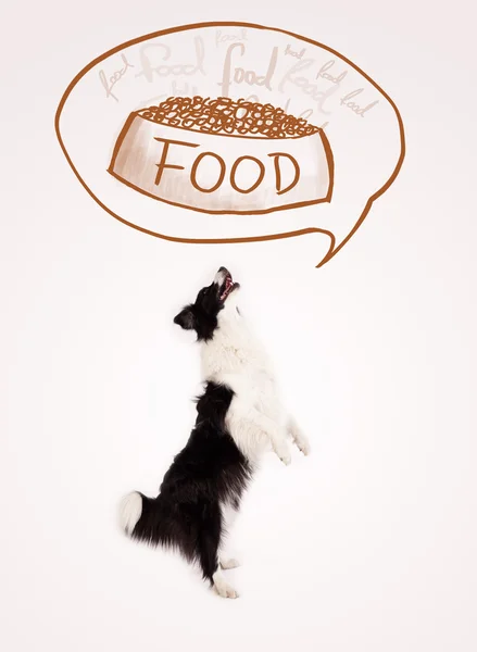 Cute border collie dreaming about food — Stock Photo, Image