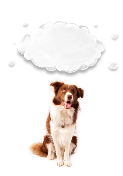 Boş bulutlu şirin bir sınır köpeği. — Stok fotoğraf