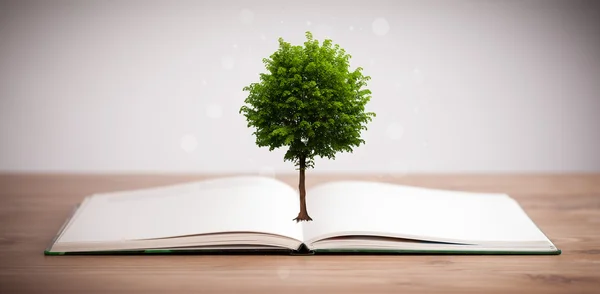 Tree growing from an open book — Stock Photo, Image