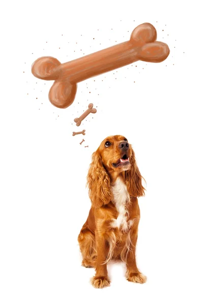 Söt cocker spaniel tänka på ett ben — Stockfoto