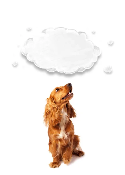 Cute cocker spaniel with cloud — Stock Photo, Image