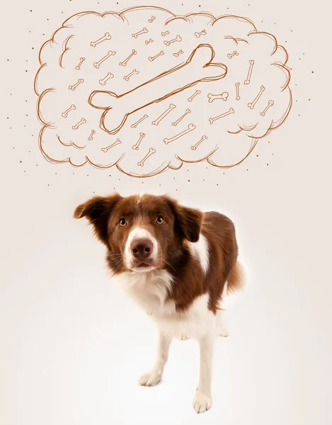 Grens collie met gedachte zeepbel denken over een bot — Stockfoto