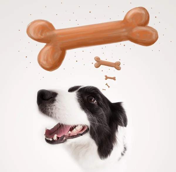 Border collie thinking about a bone — Stock Photo, Image