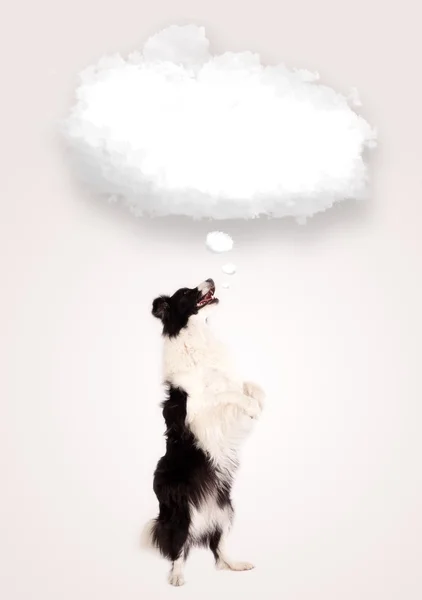 Cute dog with empty cloud bubble — Stock Photo, Image