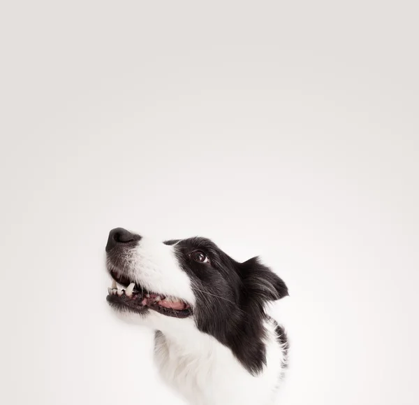 Bonito collie borda com espaço de cópia — Fotografia de Stock