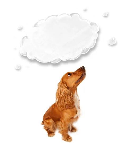 Cute cocker spaniel with cloud — Stock Photo, Image