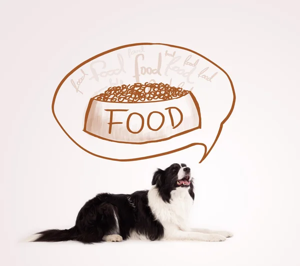 Cute border collie dreaming about food — Stock Photo, Image