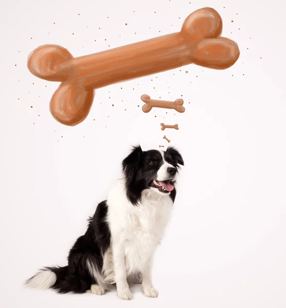 Border collie berpikir tentang tulang — Stok Foto