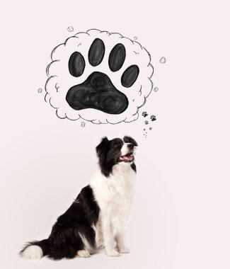 Başının üstünde patisi olan şirin bir çoban köpeği.