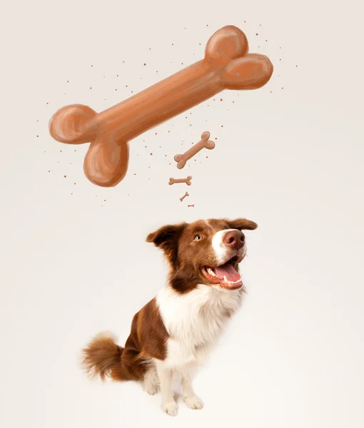 Border collie thinking about a bone — Stock Photo, Image