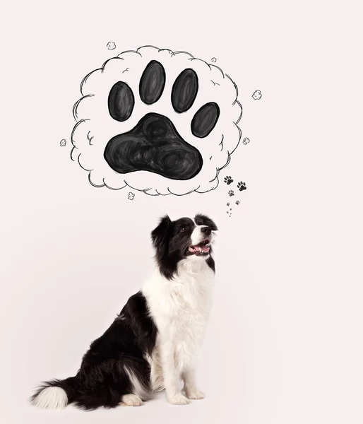 Leuke border collie met pootje boven haar hoofd — Stockfoto