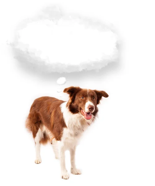 Cute dog with empty cloud bubble — Stock Photo, Image