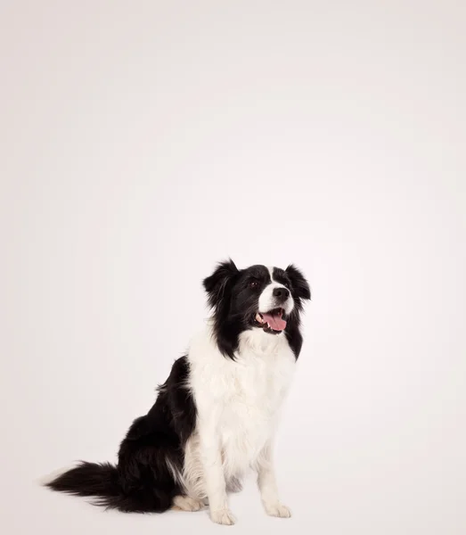 Bonito collie borda com espaço de cópia — Fotografia de Stock