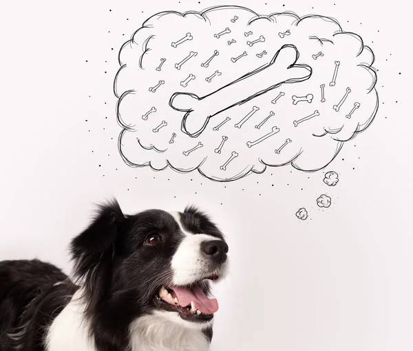 Border collie with thought bubble thinking about a bone — Stock Photo, Image