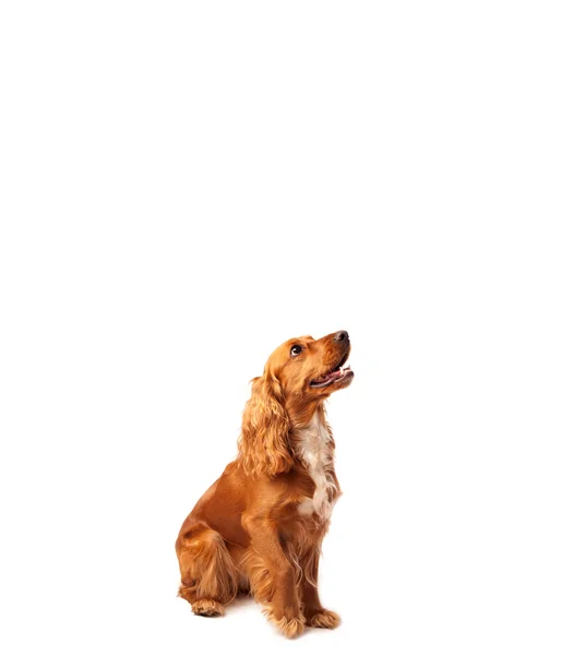 Cute cocker spaniel with copy space — Stock Photo, Image