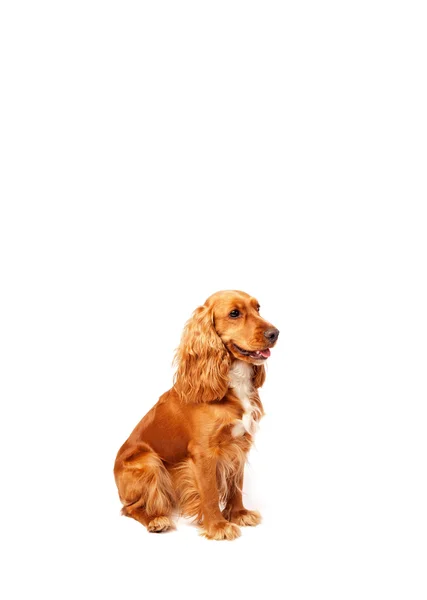 Cute cocker spaniel com espaço de cópia — Fotografia de Stock